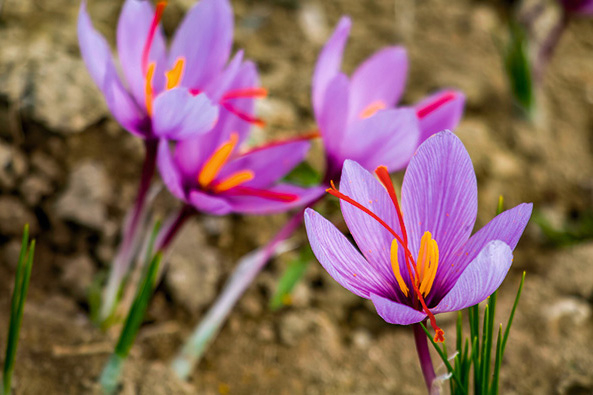 Safran-Krokus