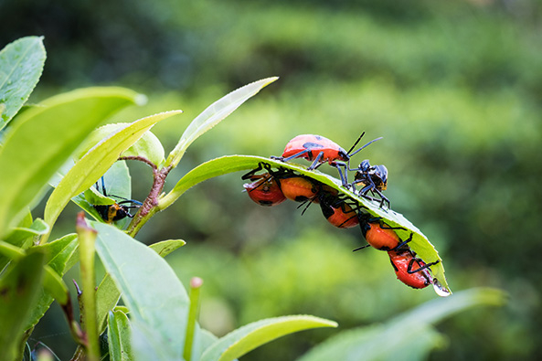 400 Insekten in einem Teebeutel