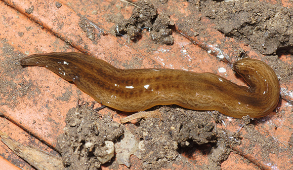 Plattwurm Obama nungara