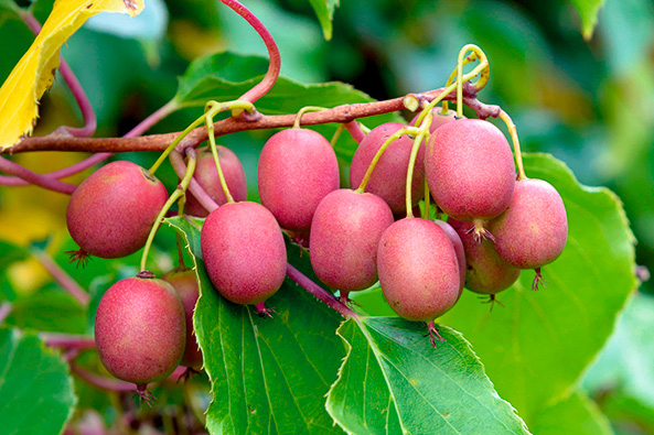 Besondere Obstgehölze