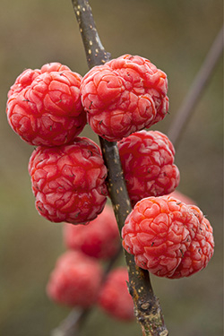 Seidenraupenbaumes