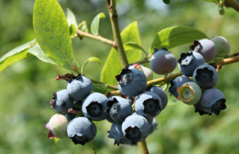 Kulturheidelbeeren