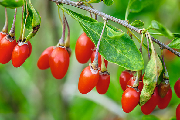 Gojibeeren