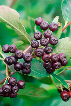 Aronia