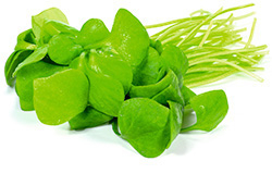 Gewöhnliche Tellerkraut