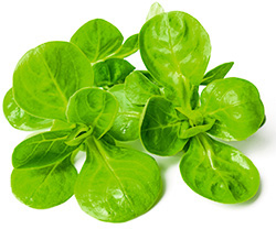 Feldsalat