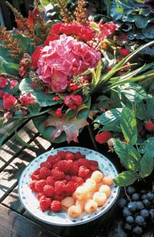 Herbsttragende Himbeersorten 'Blissy'