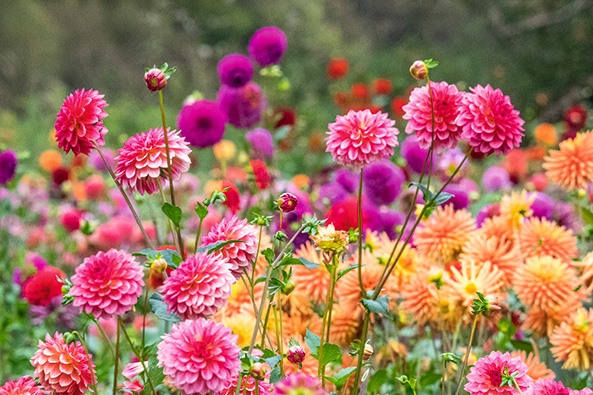 Dahlien
