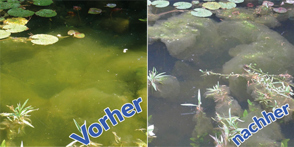 Gartenpflege Teich