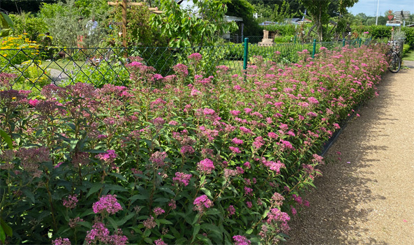 Rote Sommerspiere ‘Anthony Waterer’