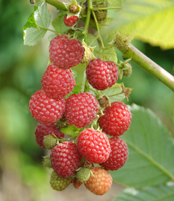 Robuste Herbsthimbeere ‘Pokusa’