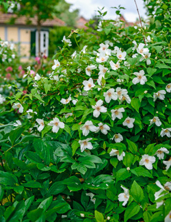Sommerjasmin ‘Belle Etoile’