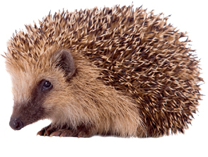 Igel helfen