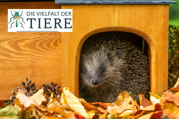 Igel im Garten