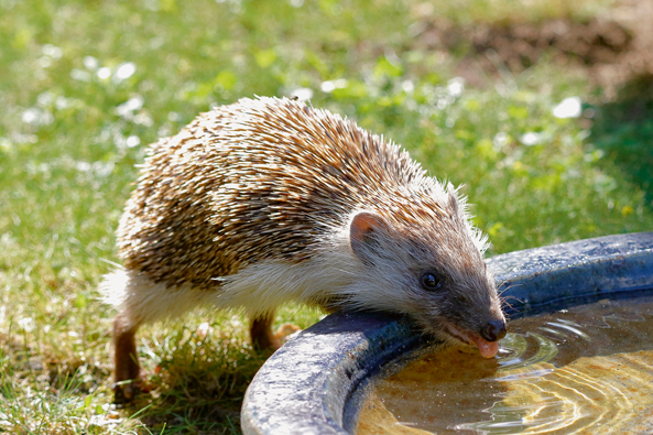 Ein Einzelgänger - der Igel