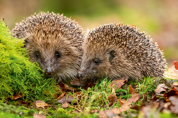 Paarungszeit der Igel