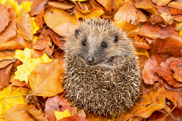 Igel