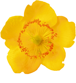 Johanniskraut