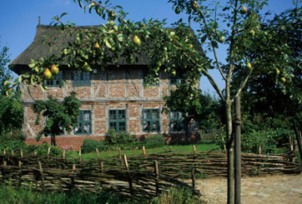Birnen ‘Gute Luise’