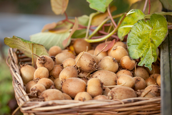 Kiwis müssen nachreifen
