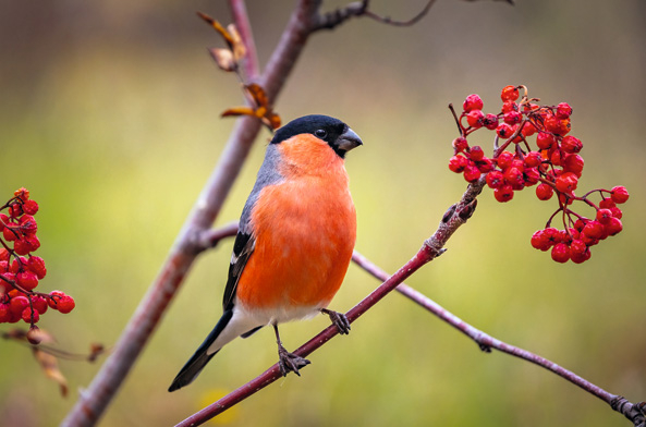 Dompfaff auf Vogelbeere