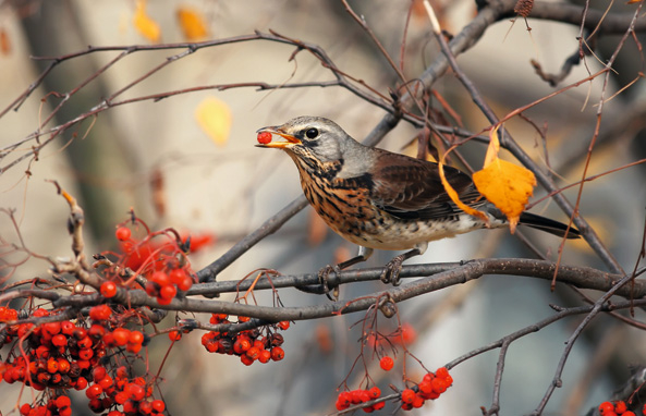 Drossel auf Vogelbeere