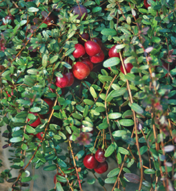 Cranberries