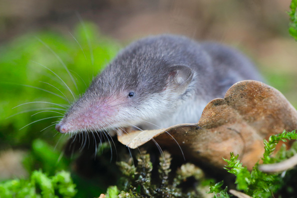 Gartenspitzmaus