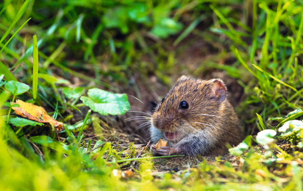 Feldmaus
