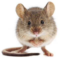 Hausmaus