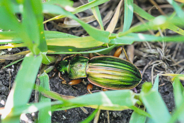 Goldlaufkäfer