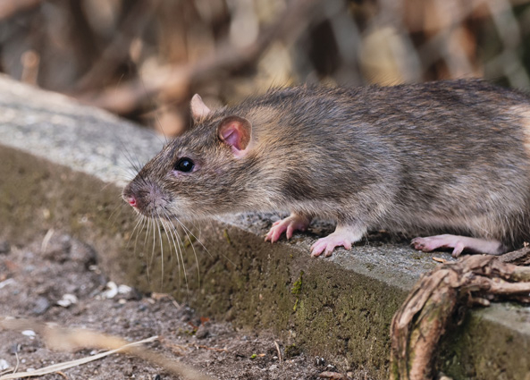 Wanderratte