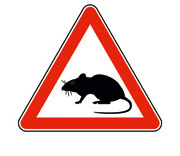 Ratten
