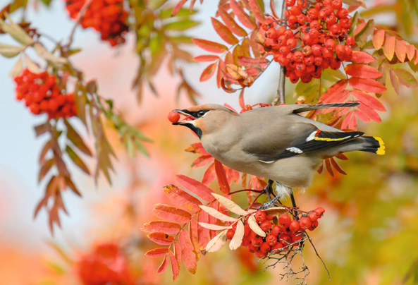Seidenschwanz an Vogelbeere