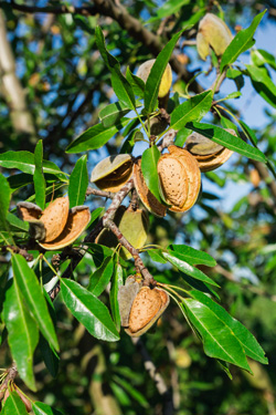 Obstsorten mit Geschmack