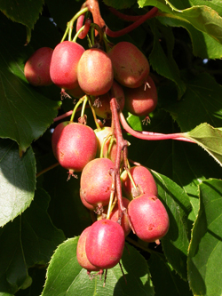 Minikiwi ‘Weiki’