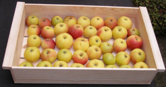 Obst lagenweise und gut kontrollierbar lagern