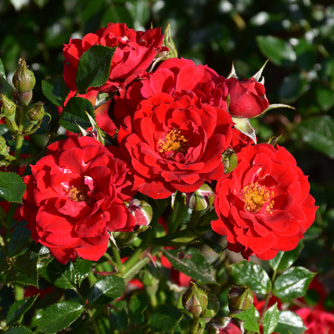 Rose - Die roten Teufel