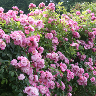 Rose - Lavender Siluetta