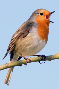 Wohltuender Vogelgesang