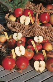 Obstverkostung