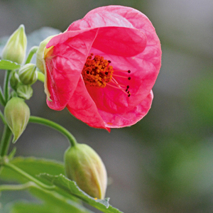 Abutilons