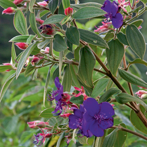 Prinzessinnenblume