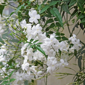 Duftjasmin