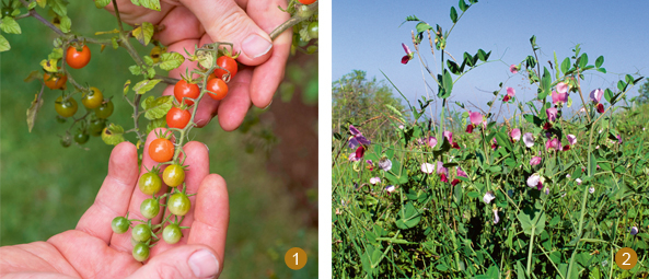 Tomaten (l.) und Erbsen (r.)