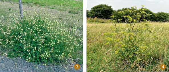 Rettich/Radieschen (l.) und Pastinake (r.)