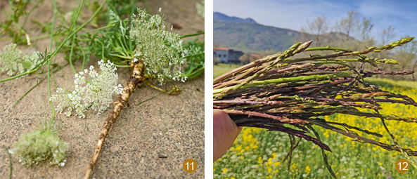 Karotte (l.) und Spargel (r.)