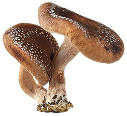 Shiitake