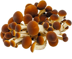 Samthaube