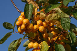 Malus 'Golden Hornet'